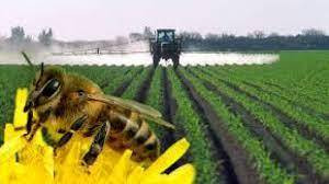 Безпека бджіл при застосуванні пестицидів