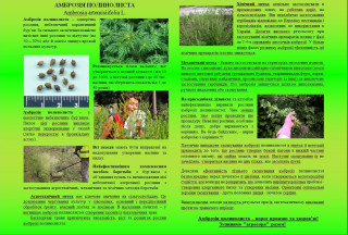 Обережно, АМБРОЗІЯ!