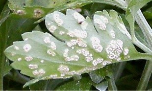 Біла іржа хризантем – небезпечна хвороба рослин