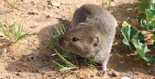 Про мишоподібні гризуни та техніку безпеки при проведенні заходів боротьби.