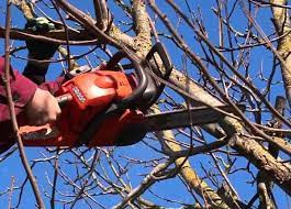 Обрізка дерев – необхідний захід!
